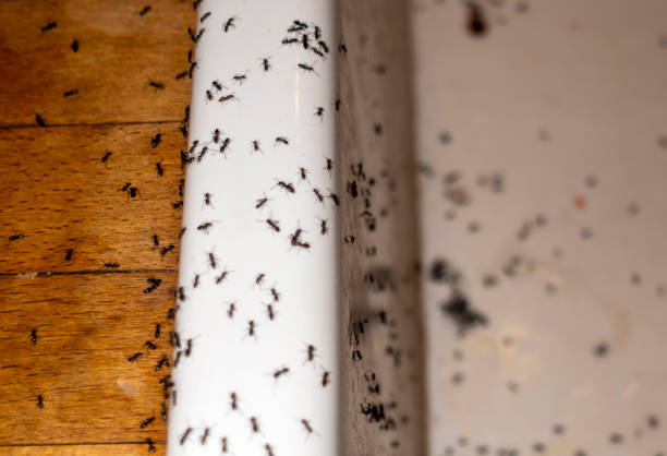 Best Insect Control  in Wickliffe, OH